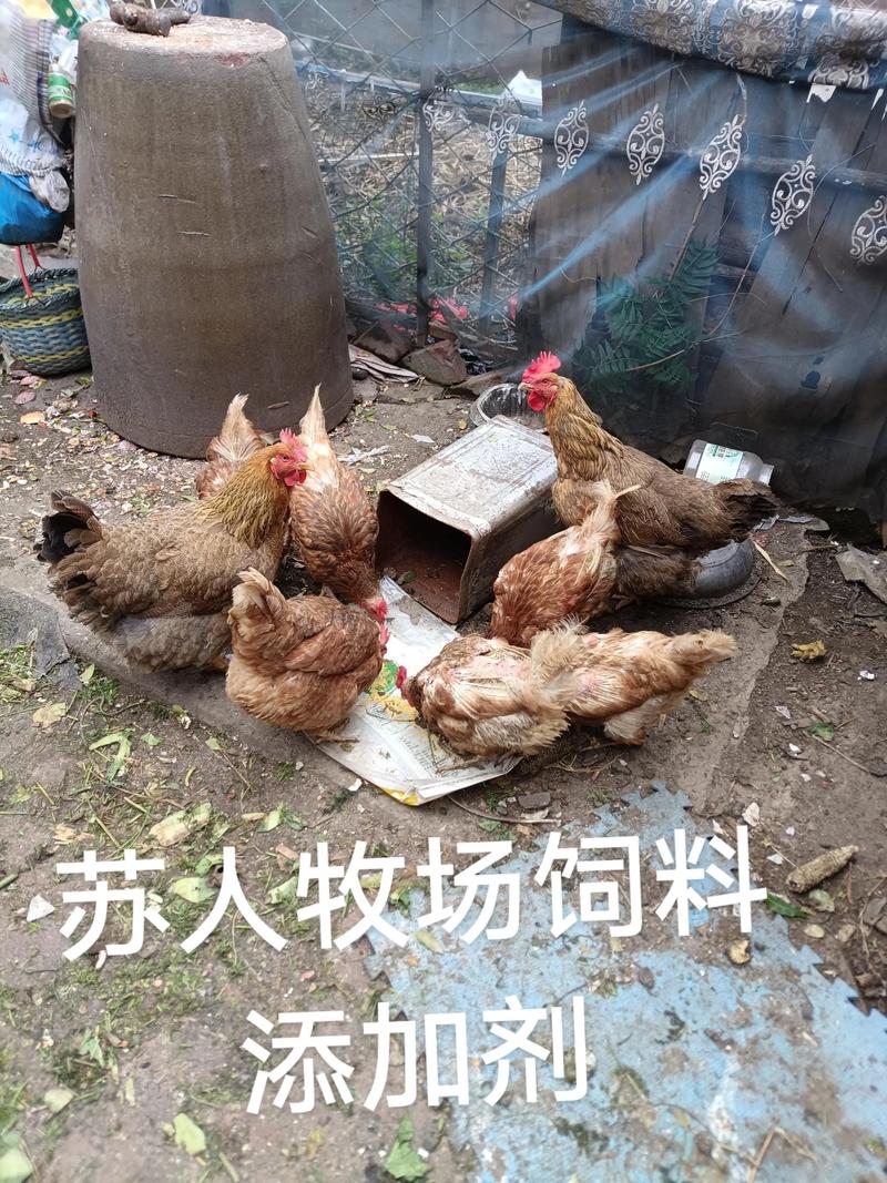 蘇人牧場飼料添加劑蘇,吃了,不用打疫苗,免疫力提高,蛋黃蛋清